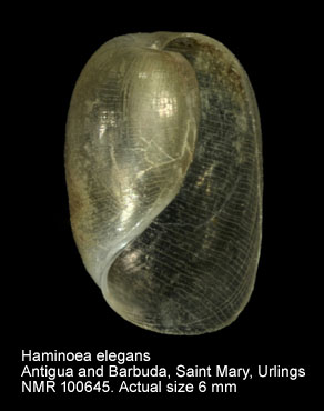 Haminoea elegans.jpg - Haminoea elegans (Gray,1825)
